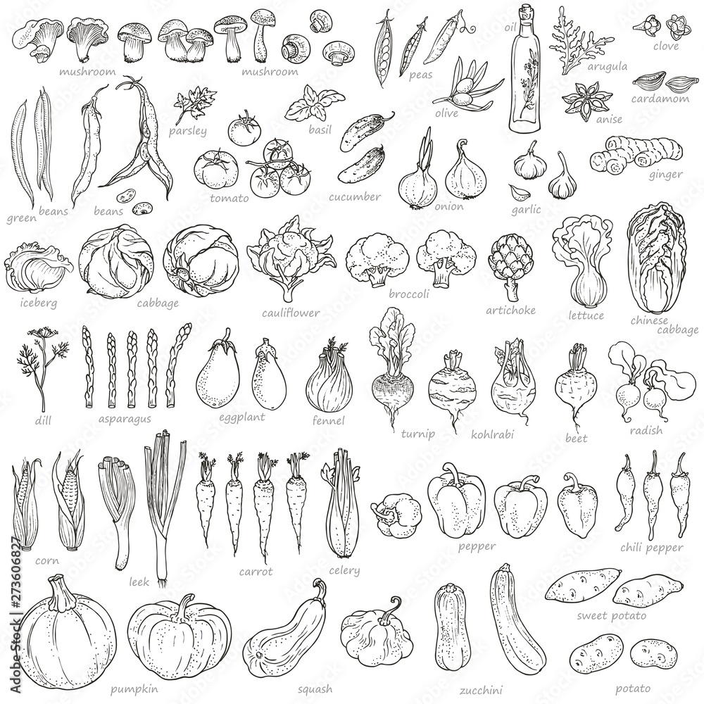 Big collection of hand-drawn vegetables and spices, vector illustration in vintage style.  - obrazy, fototapety, plakaty 