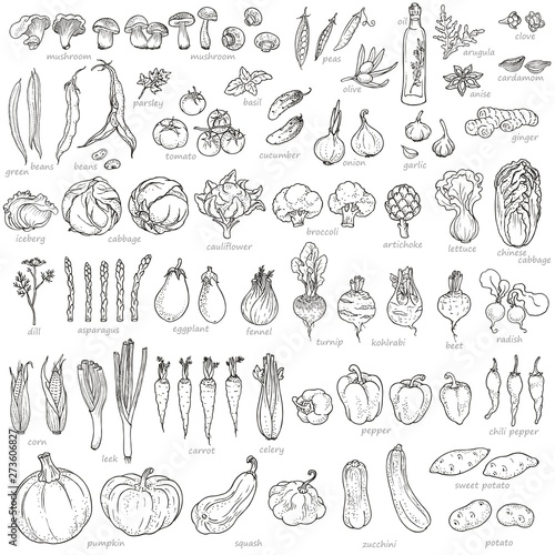 Big collection of hand-drawn vegetables and spices, vector illustration in vintage style.  photo
