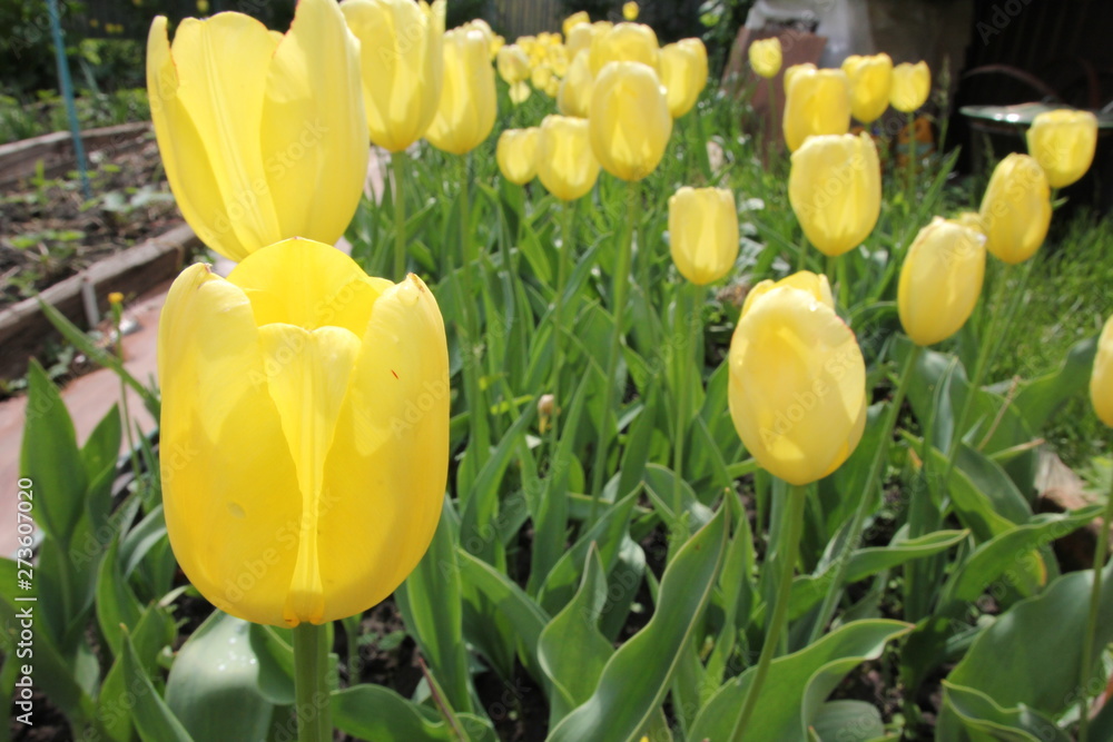 Obraz premium Many yellow tulips, close up