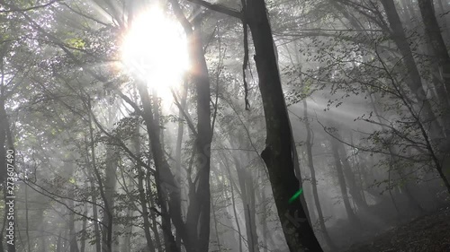 Beechwood and fog. Zuya, Alava, Basque Country, Spain, Europe. 4K photo