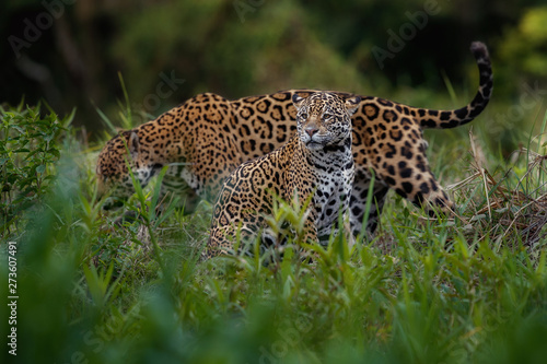 Canvas Print Wild jaguars mating in the nature habitat