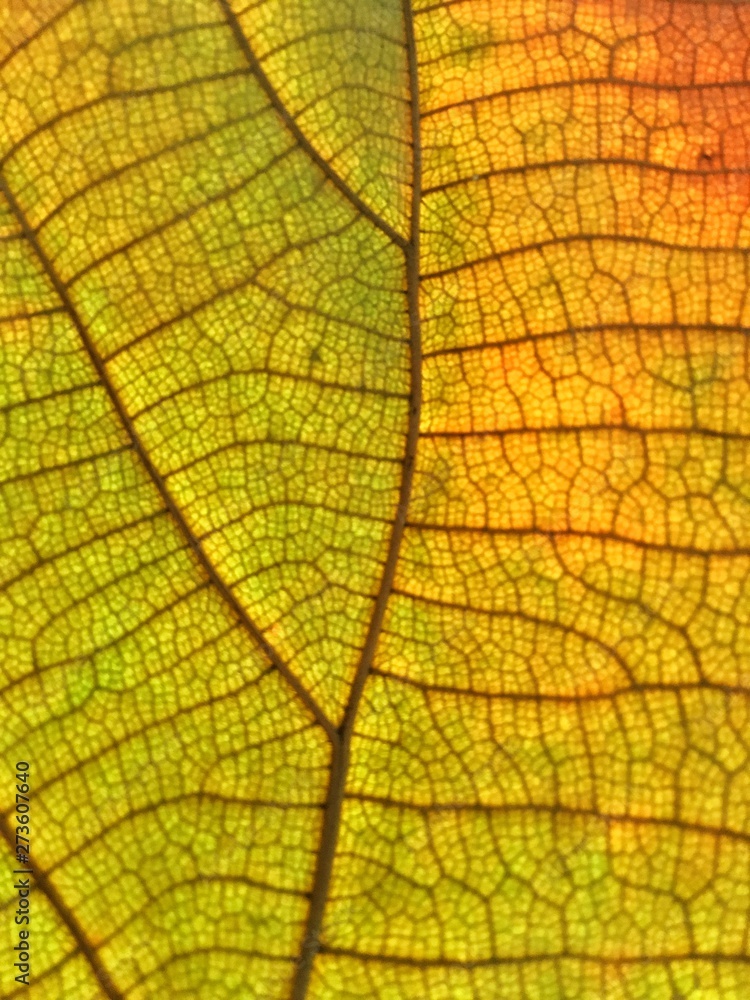 Obraz premium texture of a leaf