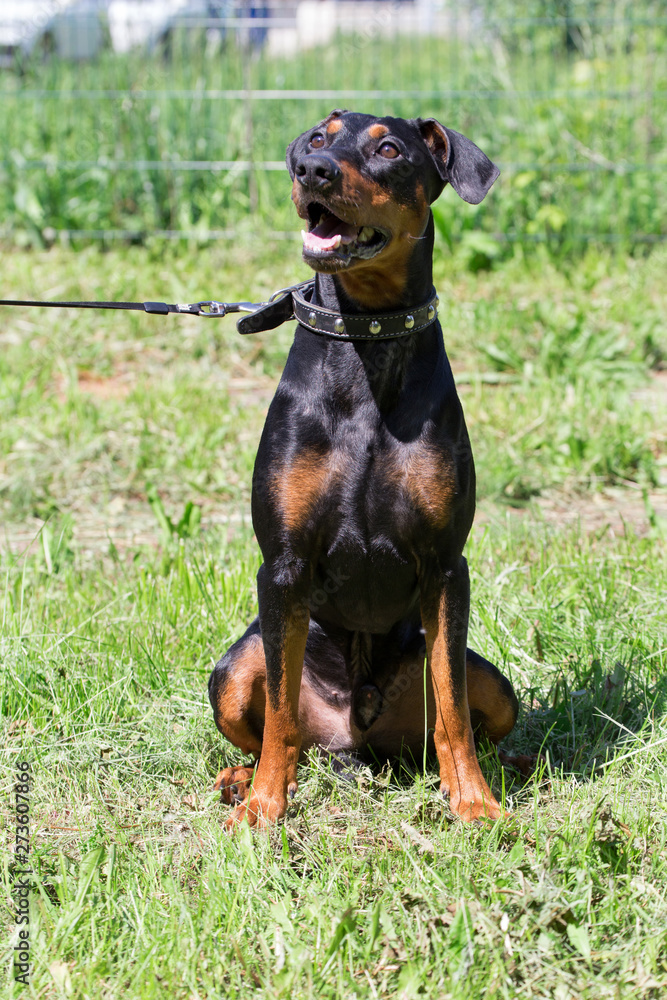 German pinscher puppy is sitting on a green meadow. Pet animals. German pinscher puppy is sitting on a green meadow. Pet animals.