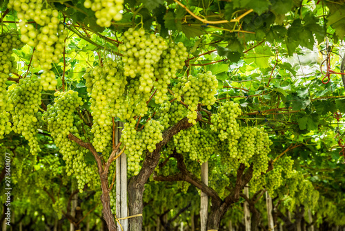 Large ripe clusters of white table grapes on the vine.