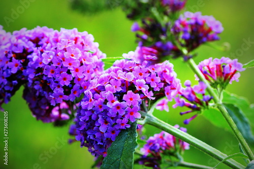 Tableau sur toile Booming butterfly bush, Buddleja davidii, butterflies sucking honey