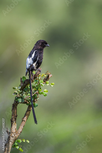 Magpie Shrike isolated in natural background in Kruger National park, South Africa ; Specie Urolestes melanoleucus family of Laniidae