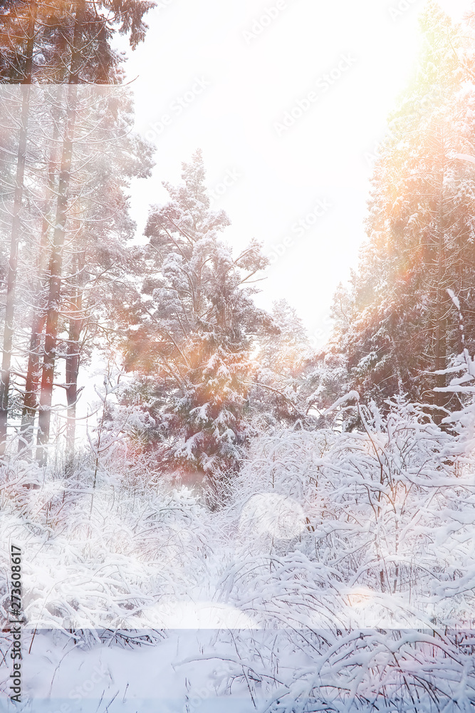 Plakat Winter landscape. Forest under the snow. Winter in the park.