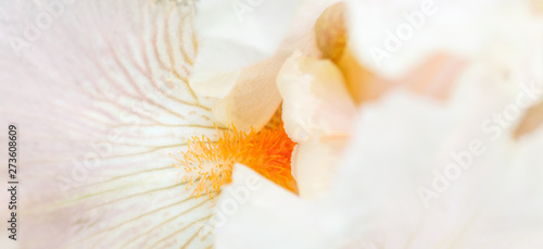 Soft pink petal of iris flower close-up  floral background. Shallow depth of field.