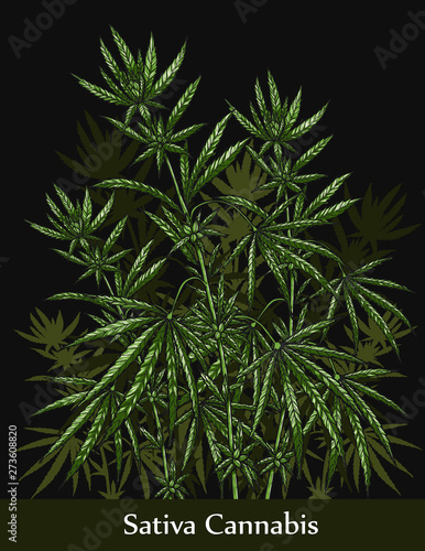 Sativa cannabis by hand drawing.Cannabis tree vector graphics design art highly detailed in line art style.