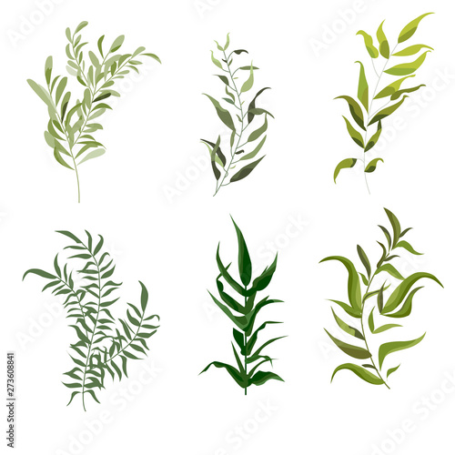 Vector designer set of forest fern  tropical green eucalyptus greenery art foliage natural leaves herbs in watercolor style. Decorative elegant illustration for design  wedding and invitation cards