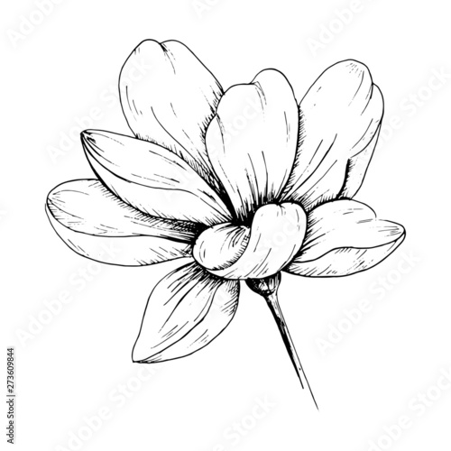 Sketch flower.Single hand-drawn black flower isolated on white background. Vector illustration.