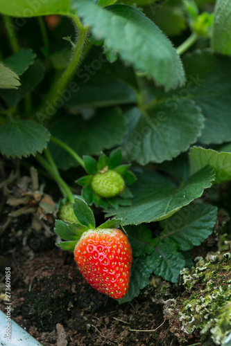 Red Strawberry on Strawberry plant