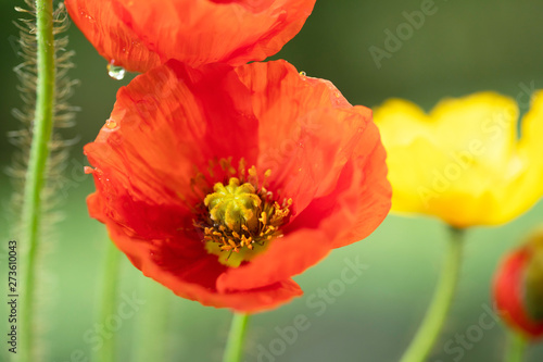 Poppies in the field - Remembrance Day background.