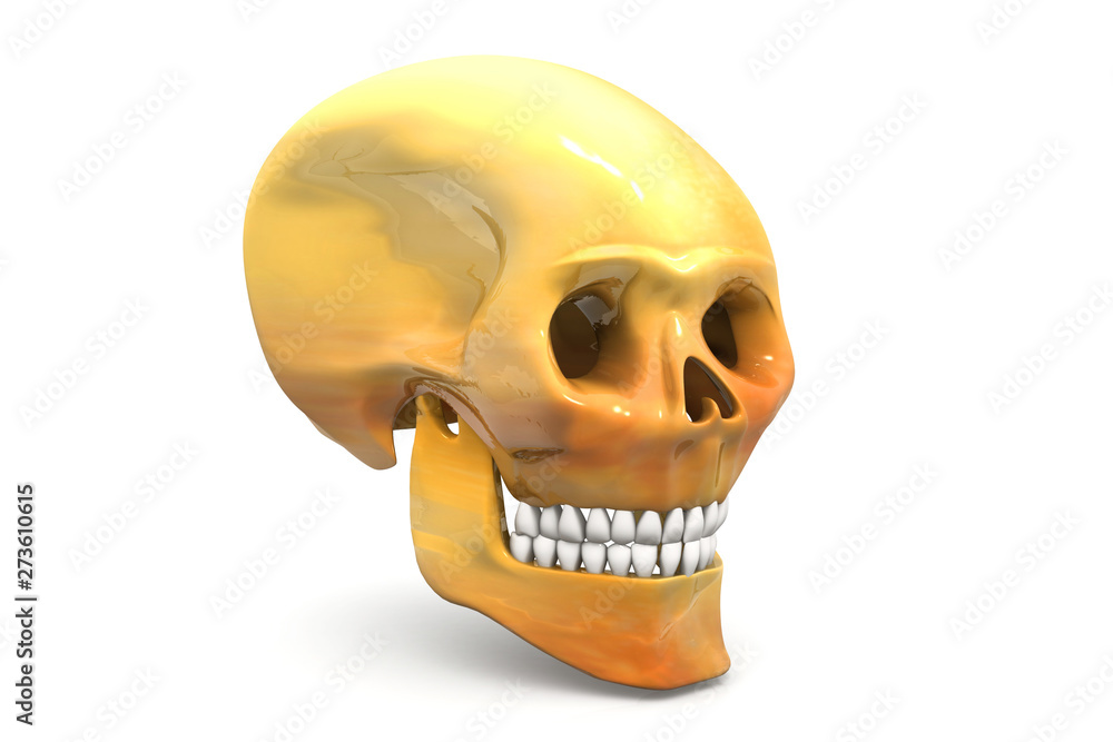 Human skull anatomy Human skull anatomy