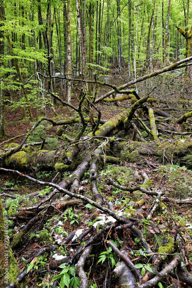 Dead trees in deep forest with moss covered branches Dead trees in deep forest with moss covered branches