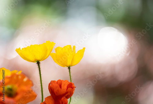 Poppies in the field - Remembrance Day background.