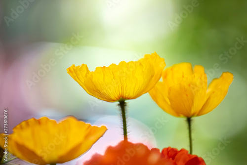 Poppies in the field - Remembrance Day background.