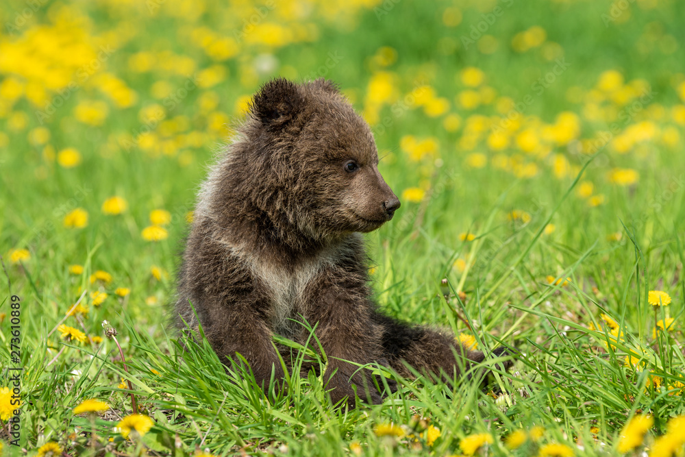 Fototapeta premium Brown bear cub playing on the summer field