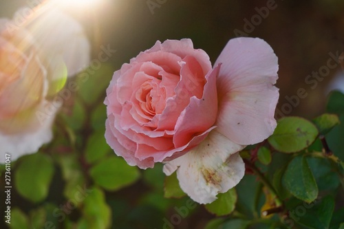 pink flower in the garden in summer  flower with pink petals in the nature