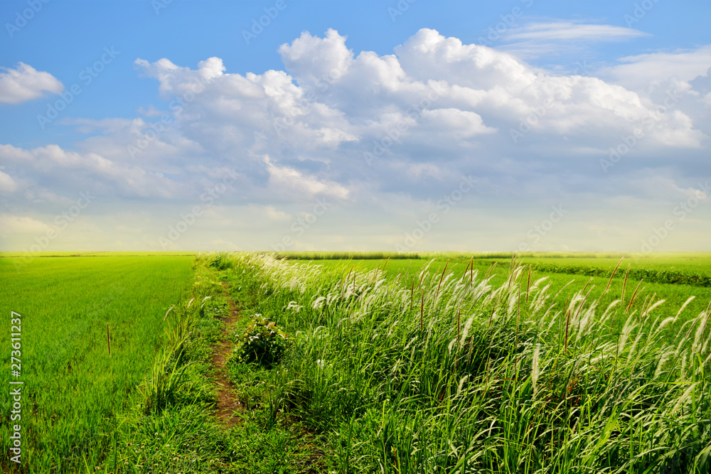 Beautiful nature with green paddy and green grass fields