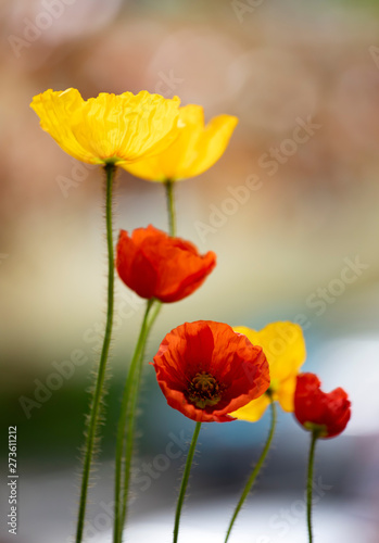 Poppies in the field - Remembrance Day background.