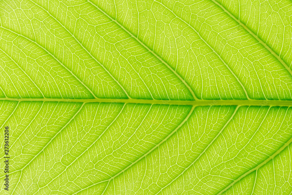 Green Leaf pattern texture background with light behind for website template, spring beauty, environment and ecology concept design. Green Leaf pattern texture background with light behind for website template, spring beauty, environment and ecology concept design.