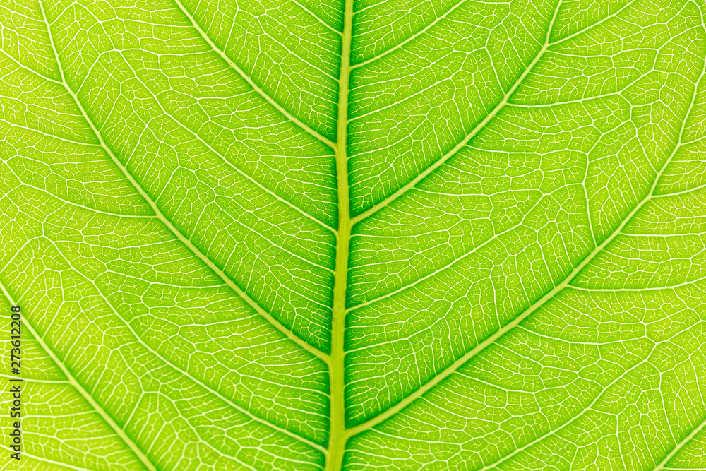Green Leaf pattern texture background with light behind for website template, spring beauty, environment and ecology concept design. Green Leaf pattern texture background with light behind for website template, spring beauty, environment and ecology concept design.