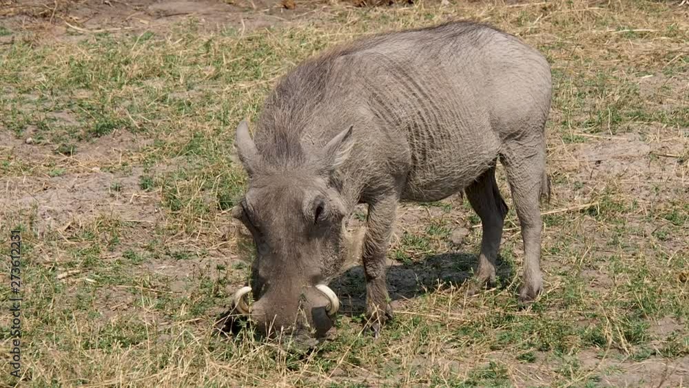 Warhog in Etosha National Park, Namibia Warhog in Etosha National Park, Namibia