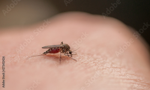 Vector for Disease Transfer - Blood Sucking Mosquito