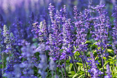 Purple flower and green leaf in garden at sunny summer or spring day for postcard beauty decoration and agriculture design. Blue Salvia flower.