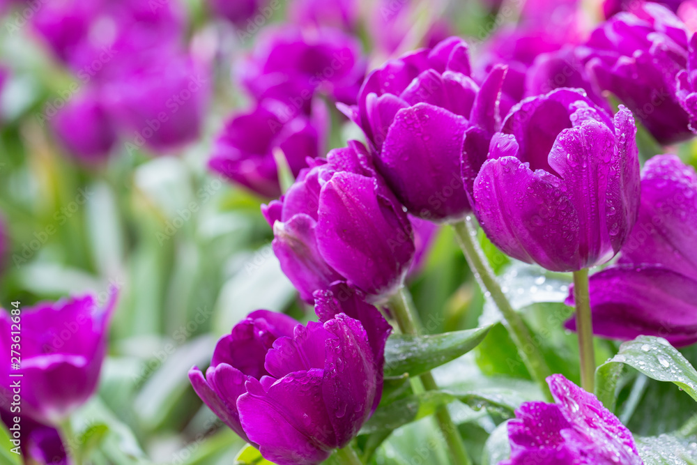 Tulip flower with green leaf background in tulip field at winter or spring day for postcard beauty decoration and agriculture concept design. Tulip flower with green leaf background in tulip field at winter or spring day for postcard beauty decoration and agriculture concept design.