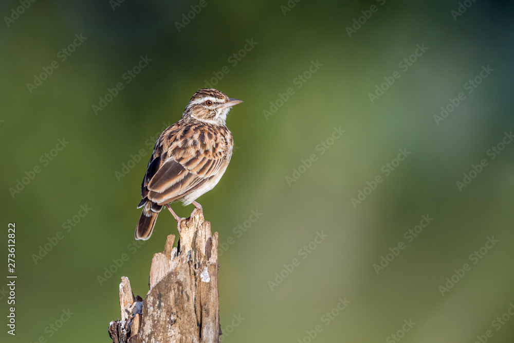 Striped Pipit perched isolated in blur background in Kruger National park, South Africa ; Specie Anthus lineiventris family of Motacillidae Striped Pipit perched isolated in blur background in Kruger National park, South Africa ; Specie Anthus lineiventris family of Motacillidae