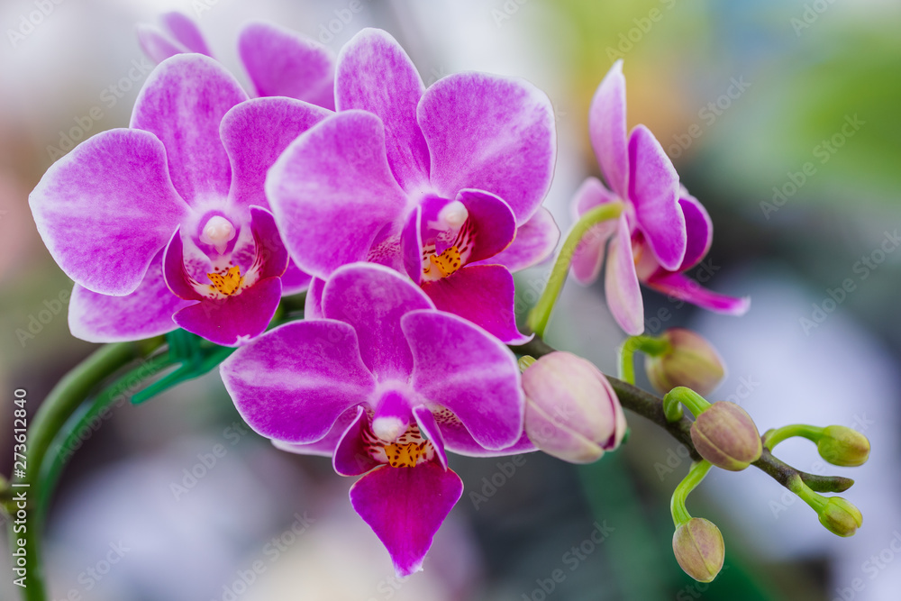Orchid flower in orchid garden at winter or spring day for beauty and agriculture concept design. Phalaenopsis Orchidaceae. - obrazy, fototapety, plakaty 