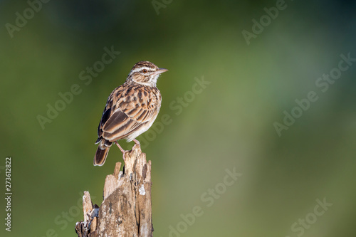 Striped Pipit perched isolated in blur background in Kruger National park, South Africa ; Specie Anthus lineiventris family of Motacillidae
