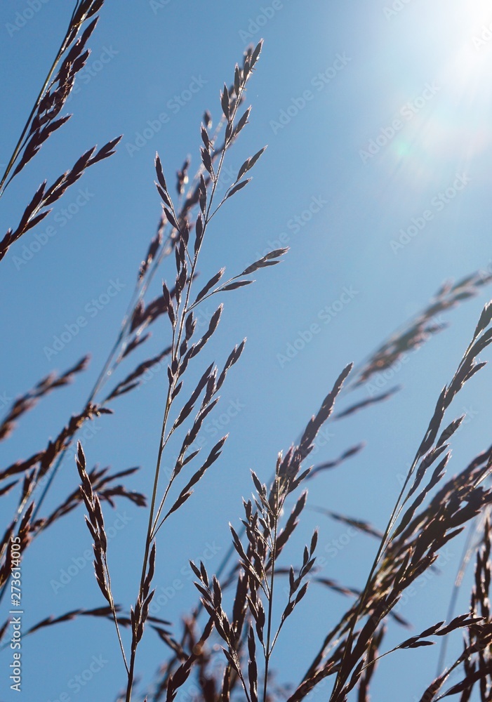 flower plant in the nature with blue sky in summer flower plant in the nature with blue sky in summer