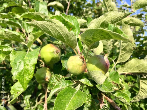 Nachhaltige unreife Bio Äpfel wachsen am Baum 1