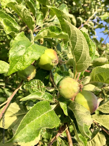 Nachhaltige unreife Bio Äpfel wachsen am Baum