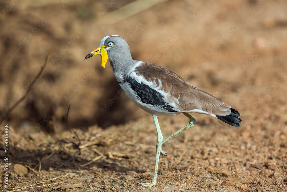 White headed Lapwing full frame in Kruger National park, South Africa ; Specie Vanellus albiceps family of Charadriidae White headed Lapwing full frame in Kruger National park, South Africa ; Specie Vanellus albiceps family of Charadriidae