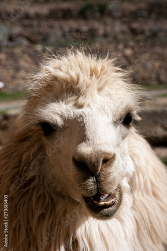 Portrait of an andean white llama © André Dias Duarte