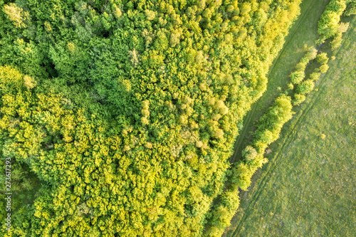 Top view of green forest on sunny spring or summer day. Drone photography, abstract background.