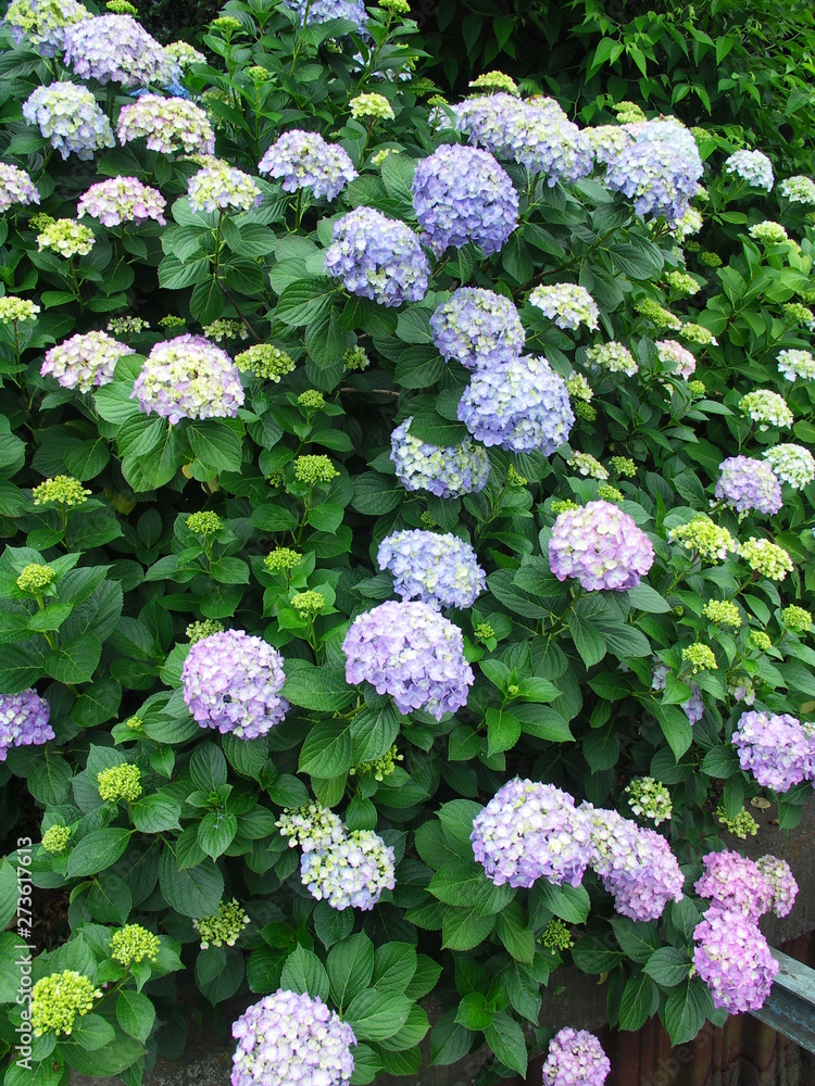 フェンスに咲く青の紫陽花