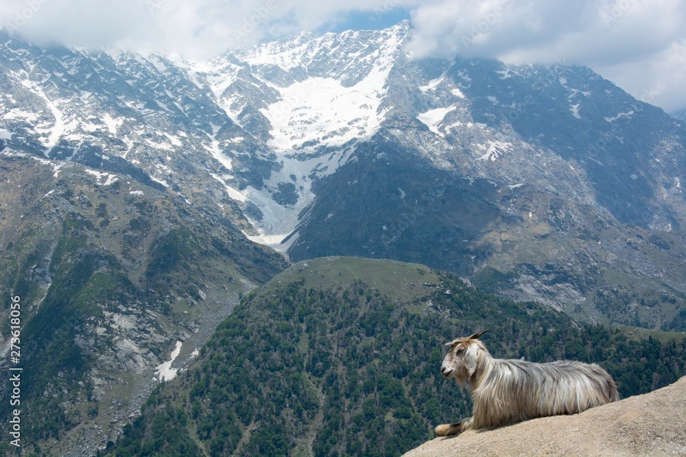 A Mountain Goat on a Rock in Triund at the foot of the Dhauladhar Ranges of India