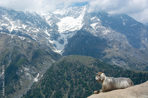 A Mountain Goat on a Rock in Triund at the foot of the Dhauladhar Ranges of India