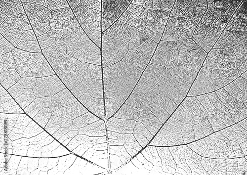 Distress old dry wooden texture. Black and white grunge background. Vector illustration