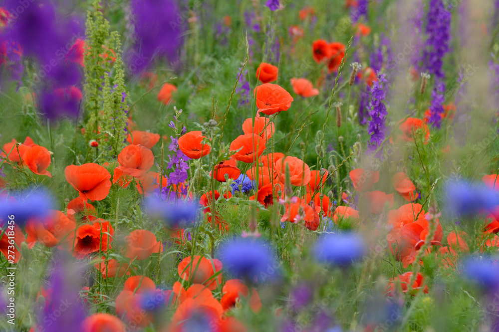 Obraz premium bunte sommerwiese