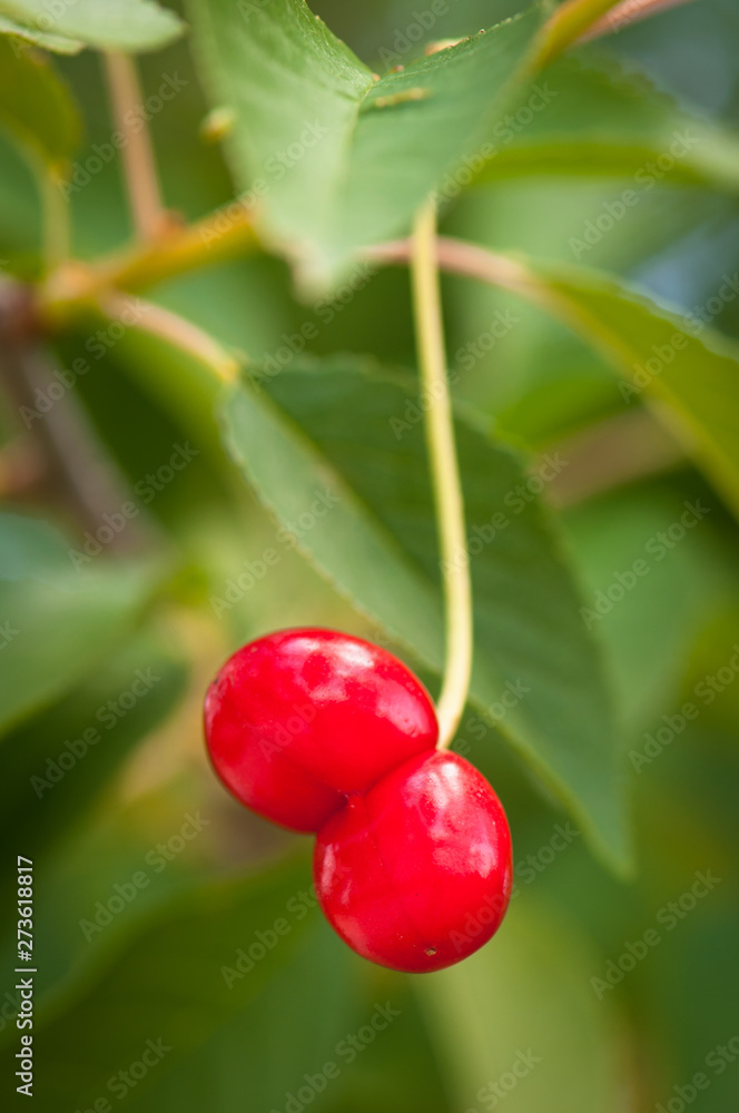 Sour cherry Sour cherry