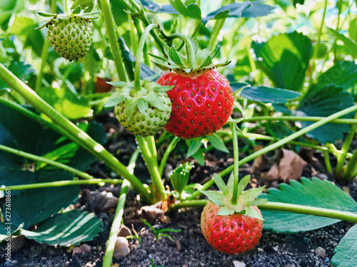 Nachhaltige unreife Bio Erdbeeren