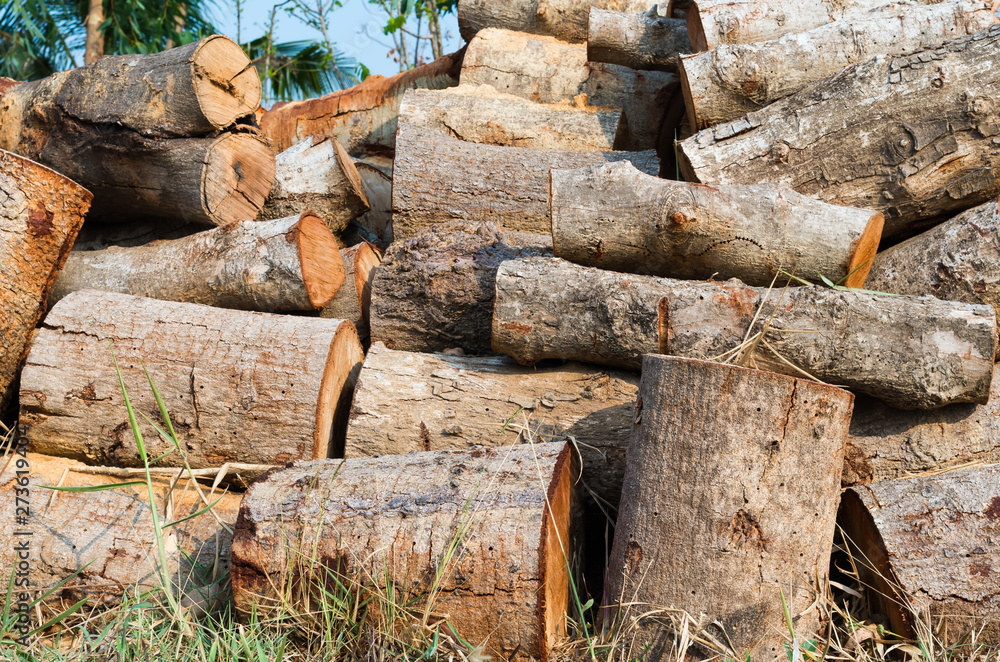 Pile of stack firewood on the dry grassland Pile of stack firewood on the dry grassland