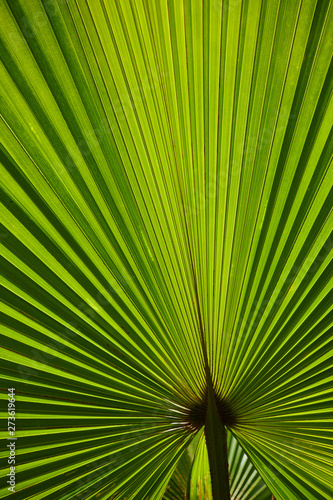 Close up of green texture of palm leaf