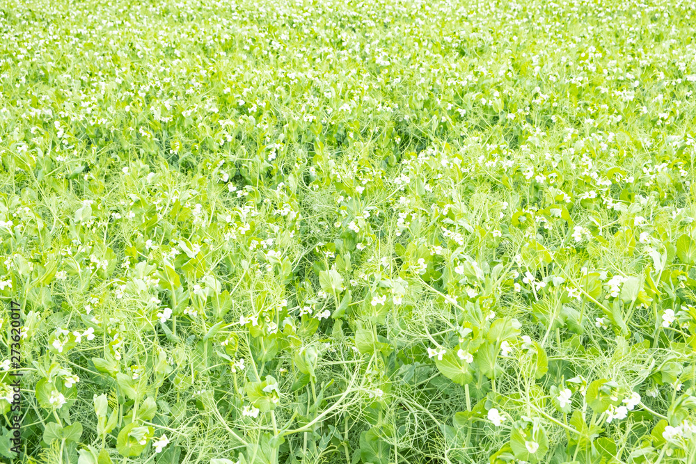 field of peas in bloom in spring